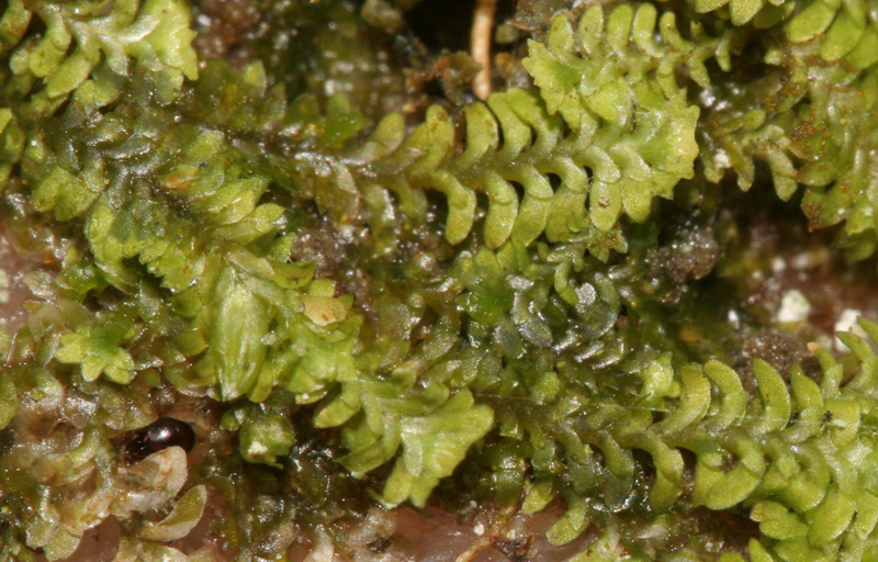 Diplophyllum apiculatum